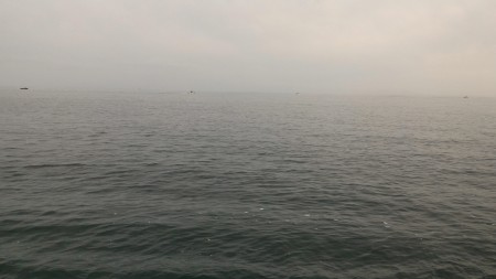 アオリイカゲットならず